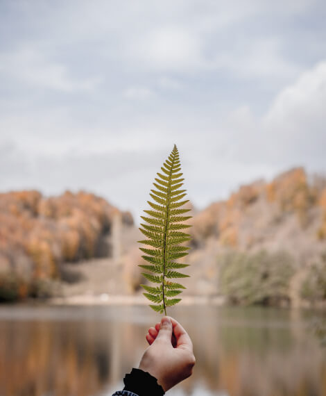 Inicio leaf